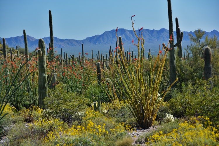 desert ground